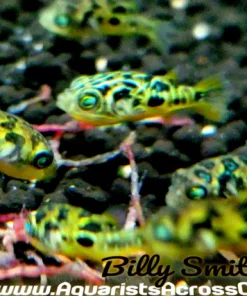 Captive Bred Yellow Pea Puffer XXL for Sale Canada | Buy Carinotetraodon travancoricus