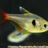 Yellow Phantom Tetra (Hyphessobrycon roseus) for Sale Canada | Buy Yellow Phantom Tetra