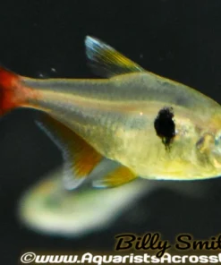 Yellow Phantom Tetra (Hyphessobrycon roseus) for Sale Canada | Buy Yellow Phantom Tetra