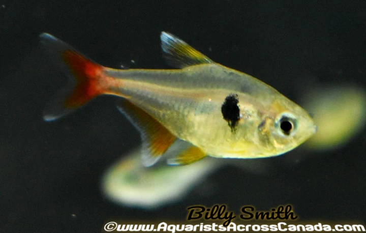 Yellow Phantom Tetra (Hyphessobrycon roseus) for Sale Canada | Buy Yellow Phantom Tetra