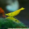 Yellow Shrimp (Neocaridina davidi var.) Taiwan S Grade for Sale Canada | Premium Aquarium Shrimp