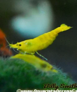 Yellow Shrimp (Neocaridina davidi var.) Taiwan S Grade for Sale Canada | Premium Aquarium Shrimp