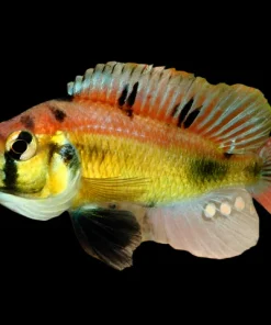 YELLOW BELLY ALBERT (Astatotilapia Aeneocolor) 3" show males