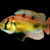 Yellow Belly Albert Cichlid 3” Show Male Canada | Buy Astatotilapia aeneocolor Online