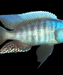 YELLOW FIN MLOTO (Otopharynx Tetraspilus) 4"