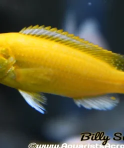 YELLOW LAB ALBINO (LABIDOCHROMIS CAERULEUS. SP ALBINO) 1.5"