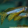 Zebra Danio (Danio rerio) for Sale Canada | Hardy Freshwater Aquarium Fish