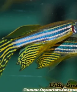 Zebra Danio (Danio rerio) for Sale Canada | Hardy Freshwater Aquarium Fish