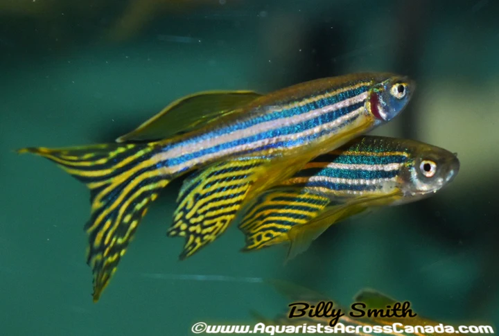 Zebra Danio (Danio rerio) for Sale Canada | Hardy Freshwater Aquarium Fish