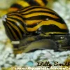 Zebra Nerite Snail (Neritina natalensis) for Sale Canada | Best Algae Cleaner
