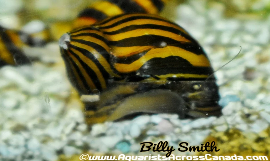 Zebra Nerite Snail (Neritina natalensis) for Sale Canada | Best Algae Cleaner