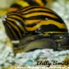 Zebra Nerite Snail (Neritina natalensis) For Sale Canada | Best Algae Eating Snail