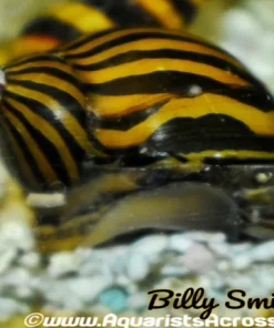 Zebra Nerite Snail (Neritina natalensis) For Sale Canada | Best Algae Eating Snail
