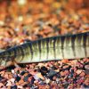 Zebra Spiny Eel (Macrognathus zebrinus) for Sale Canada | Rare Freshwater Eel