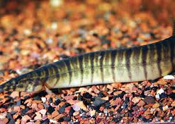 Zebra Spiny Eel (Macrognathus zebrinus) for Sale Canada | Rare Freshwater Eel