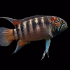 Zebra Acara (Ivanacara Adoketa) Rare Cichlid for Sale in Canada
