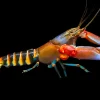 Zebra Tiger Crayfish (Cherax peknyi) for Sale Canada | Rare Freshwater Crayfish