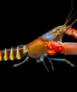 Zebra Tiger Crayfish (Cherax peknyi) for Sale Canada | Rare Freshwater Crayfish