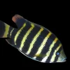 Zebra Tilapia (Heterotilapia buttikoferi) Canada | Buy Zebra Tilapia Cichlid Online