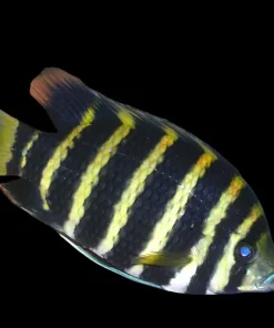 Zebra Tilapia (Heterotilapia buttikoferi) for Sale Canada | Rare West African Cichlid