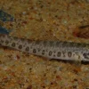 Zipper Loach (Acanthocobitis botia) Canada | Buy Freshwater Loach Online