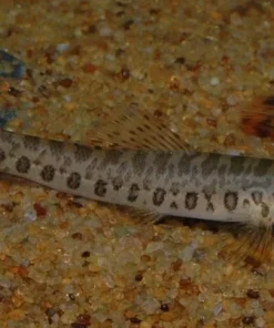 Zipper Loach (Acanthocobitis botia) Canada | Buy Freshwater Loach Online