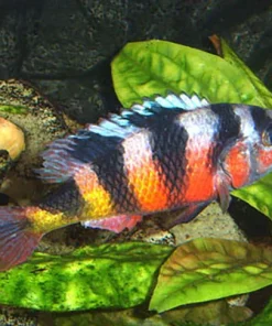 ZEBRA OBLIQUEDENS (Astatotilapia latifasciata)