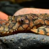 L519 Rio Itenez Bristlenose Pleco for Sale in Canada | Buy Ancistrus sp.