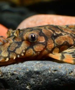 L519 Rio Itenez Bristlenose Pleco for Sale in Canada | Buy Ancistrus sp.