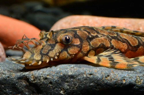 L519 Rio Itenez Bristlenose Pleco for Sale in Canada | Buy Ancistrus sp.
