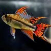 Apistogramma Cacatuoides Double Red for Sale Canada | Double Red Cockatoo Dwarf Cichlid