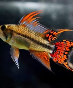 Apistogramma Cacatuoides Double Red for Sale Canada | Double Red Cockatoo Dwarf Cichlid