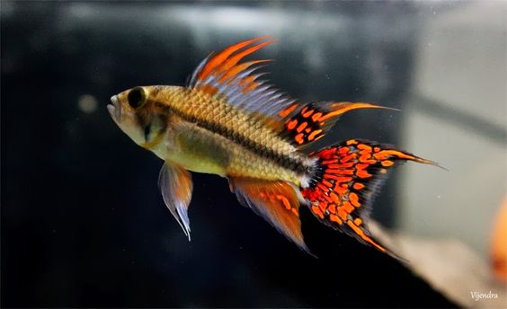 Apistogramma Cacatuoides Double Red for Sale Canada | Double Red Cockatoo Dwarf Cichlid