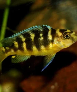 BUMBLEBEE MBUNA (Pseudotropheus Crabro)