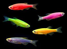Glo Danio Assorted (Danio rerio sp.) for Sale Canada | Mixed Fluorescent Aquarium Fish