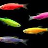 Glo Danio Assorted (Danio rerio) For Sale Canada | Colorful Community Fish