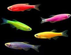 Glo Danio Assorted (Danio rerio) For Sale Canada | Colorful Community Fish