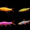 Glo Rainbow Shark Assorted (Epalzeorhynchos frenatum) for Sale Canada | Glow Fish