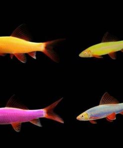 Glo Rainbow Shark Assorted (Epalzeorhynchos frenatum) for Sale Canada | Glow Fish
