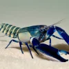 Blue Moon Type II Lobster (Cherax gherardii sp.) for Sale Canada | Rare Freshwater Lobster