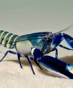 Blue Moon Type II Lobster (Cherax gherardii sp.) for Sale Canada | Rare Freshwater Lobster