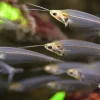 Glass Catfish (Kryptopterus bicirrhis) for Sale Canada | Transparent Ghost Catfish