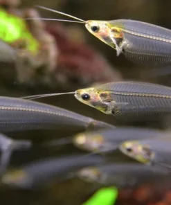 Glass Catfish (Kryptopterus bicirrhis) for Sale Canada | Transparent Ghost Catfish