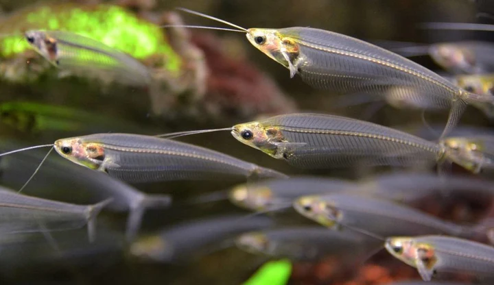 Glass Catfish (Kryptopterus bicirrhis) for Sale Canada | Transparent Ghost Catfish