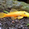 Albino Bristlenose Pleco 2" for Sale in Canada | Buy Albino Ancistrus