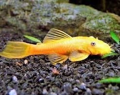 Albino Bristlenose Pleco 2" for Sale in Canada | Buy Albino Ancistrus