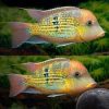 Gold Dust Eartheater (Geophagus sp. "Altu Sinu") Rare 3 Inch Cichlid for Sale Canada