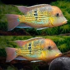 Gold Dust Eartheater (Geophagus sp. "Altu Sinu") Rare 3 Inch Cichlid for Sale Canada