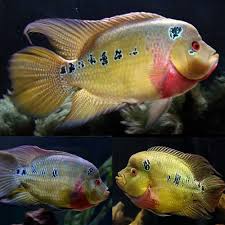 Trimac Cichlid for Sale in Canada | Amphilophus trimaculatus