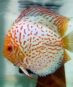 DISCUS WHITE PIGEON *Symphysodon aequifasciatus* 3"